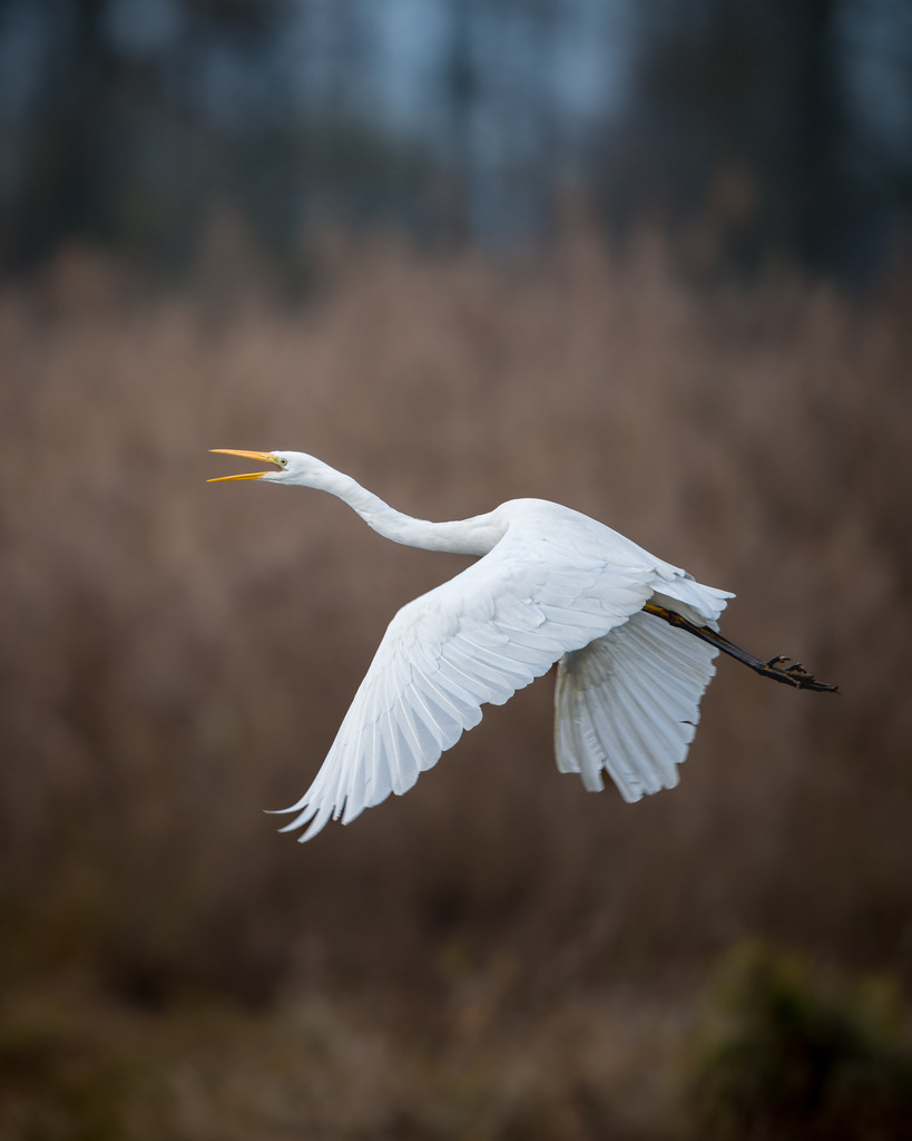 Silberreiher im Flug | Ich bin Fotograf aus Neuburg an der Donau und spezialisiere mich auf Wildlife-Fotografie, Landschaftsaufnahmen und Portraits.Ob Hochzeit, Familienbilder oder Naturaufnahmen – ich fange echte Momente ein, die bleiben. 