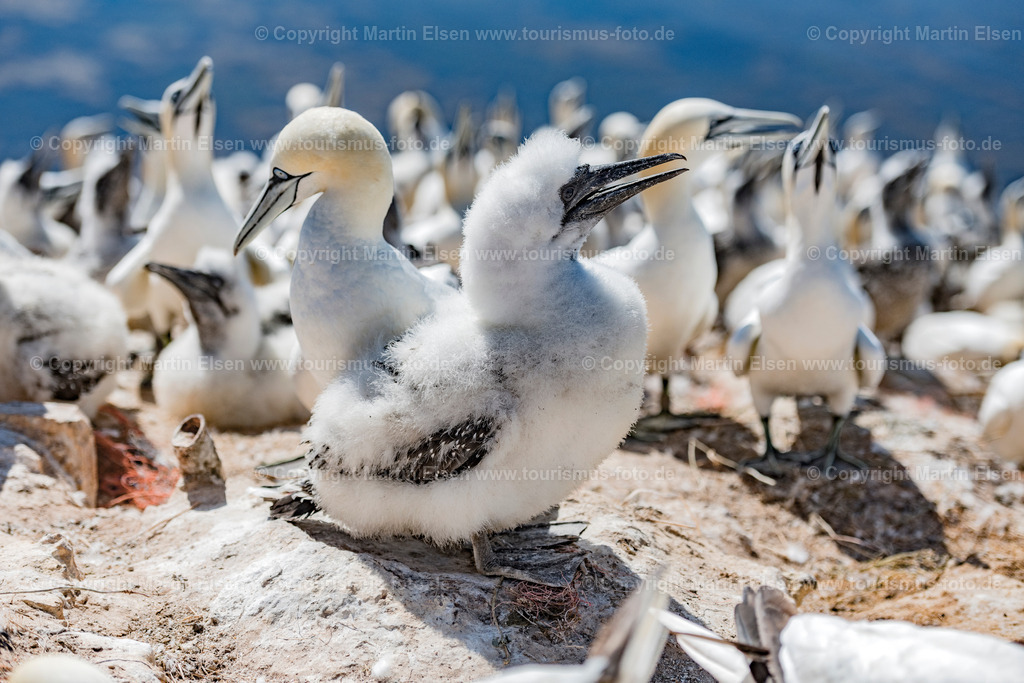 Helgoland Bastölpel_ELS_7989030818 | Helgoland - Aufnahmedatum: 03.08.2018, Aufnahmehöhe:  m, Koordinaten:  - , Bildgröße: 8256 x  5504 Pixel - Copyright 2018 by Martin Elsen, Kontakt: Tel.: +49 157 74581206, E-Mail: info@schoenes-foto.deSchlagwörter:Schleswig-Holstein,Landkreis Pinneberg,Düne,Hochseeinsel,Börteboote,Meer,Küste,Halunder,Oberland,Unterland,Strand,Seehunde,Robben,Lange Anna,Felsen,Roter Felsen,Luftbild,Luftbilder,Bastölpel - Realisiert mit Pictrs.com