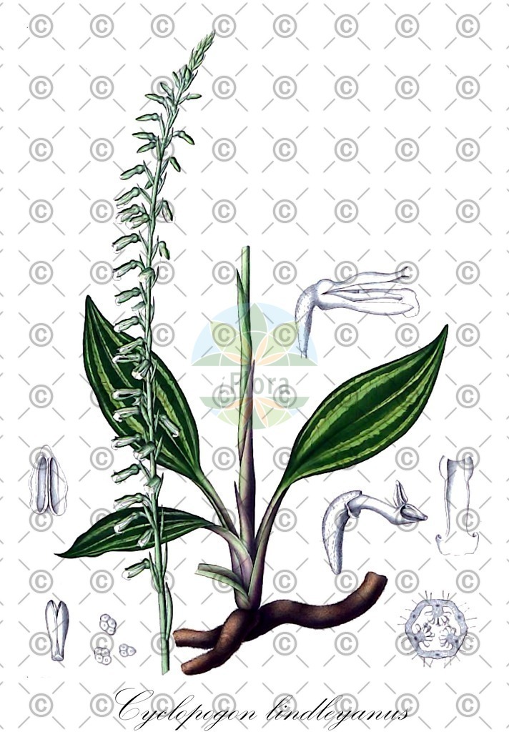 HistAbb_wfo-0000632147_1_ENZY_Simple | Historische Abbildung von Cyclopogon lindleyanus - Orchidaceae | Historical Illustration of Cyclopogon lindleyanus - Orchidaceae