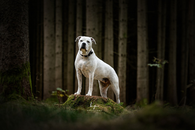 DSC_2608-Bearbeitet_web | Augenblicke kommen und gehen, Erinnerungen bleiben. Als Tierfotografin schaffe ich liebevolle Erinnerungen an unsere tierischen Familienmitglieder, ohne Stress und Druck.
Buchbar für den Raum München und Landkreis Dachau  - Realisiert mit Pictrs.com