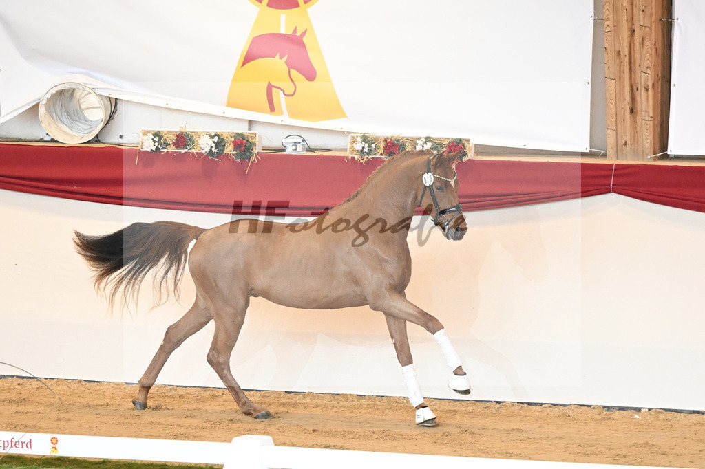 Kat-Nr. 73 Vaderland_Galneder_1230423 | hf-fotografie - Realisiert mit Pictrs.com