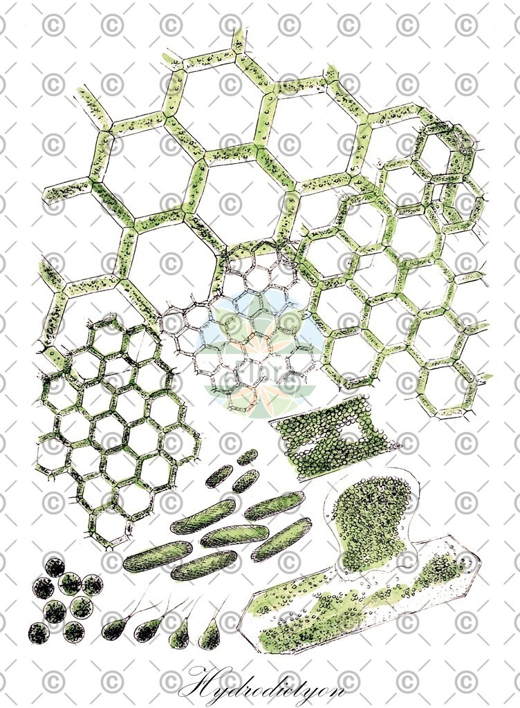 HistAbb_636M7_1_ENZY_Simple | Historische Abbildung von Hydrodictyon - Hydrodictyaceae (0) | Historical Illustration of Hydrodictyon - Hydrodictyaceae (0)