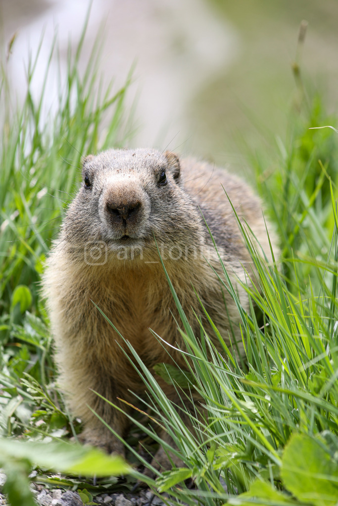 A.Trupina-46 | antonija-trupina - Realisiert mit Pictrs.com