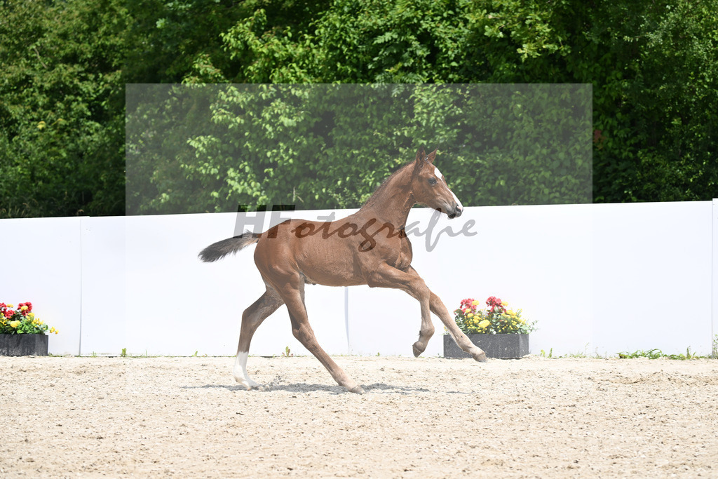 Chinchero x Kannan_HF_ZG Elitefohlen Schuster_13250894 | hf-fotografie - Realizzato con Pictrs.com