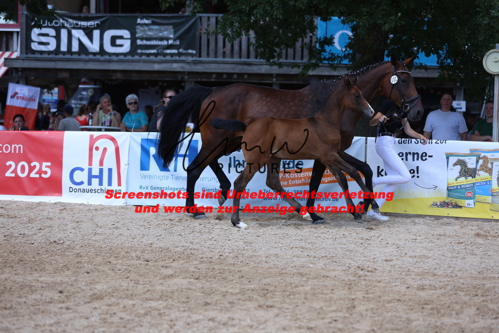 Fohlenschau_Schwäbisch_Hall_springbetonte_Fohlen_KN 32_16 | lmwpictures - Realisiert mit Pictrs.com