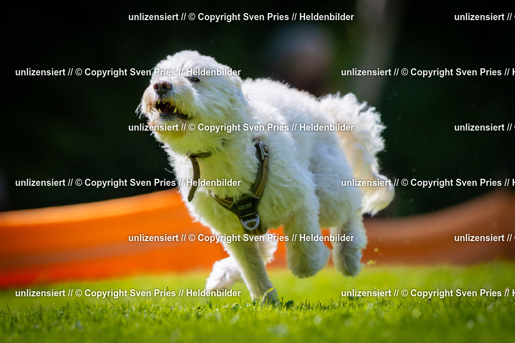 Sven Pries | 2025-08-10 - Hunderennen Durlach - Realisiert mit Pictrs.com