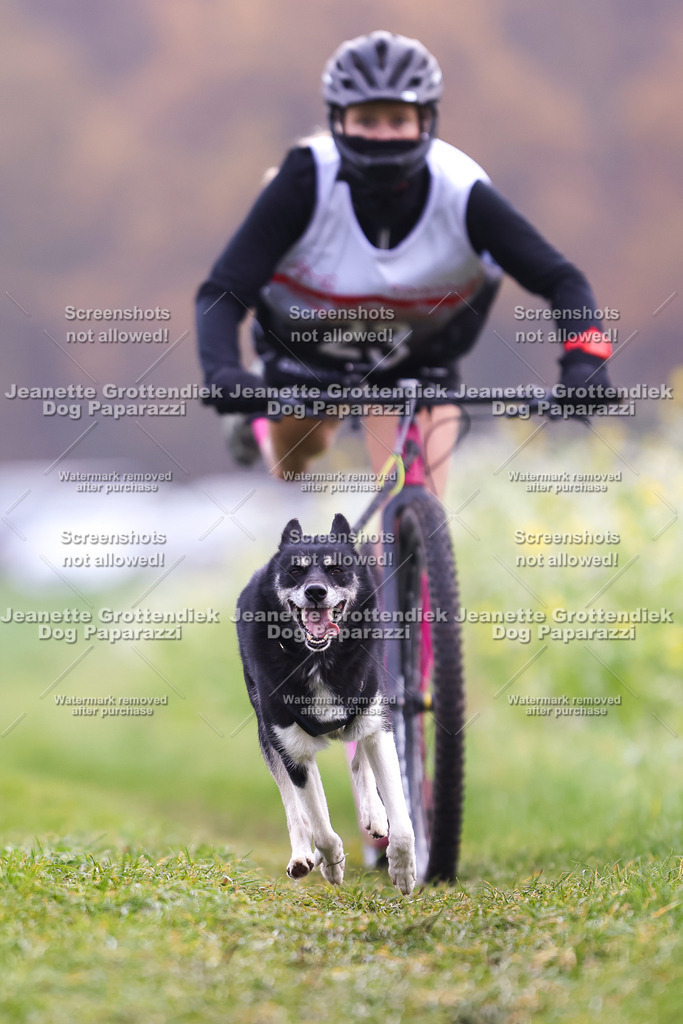 Dog Paparazzi - Visbeck 25 -307 | Dog Paparazzi Jeanette Grottendiek Fotografie & Videografie - Realisiert mit Pictrs.com