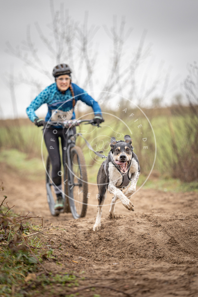 DV3A9201 | Hundefotografie, Tierfotograf, Pfotenfotografie, Fotoshooting Hund, Hunde Portrait, Hundesport, Hundeportraits, Heideshooting, Hunde, Sportfotograf, Hundefotograf, Turnierhundsport, THS,  - Realisiert mit Pictrs.com