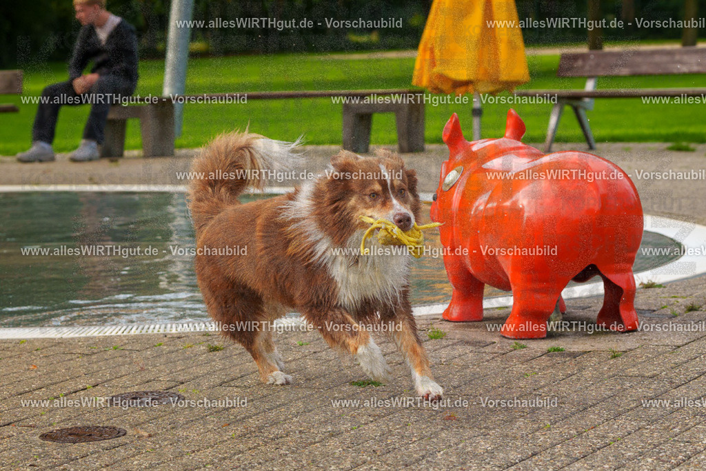 Hundeschwimmen_Grefrath_2026-allesWIRTHgut_Tierfotografie-09_32-FAY07640 | Professionelle Tierfotografie in Mönchengladbach von Daniel Wirth (allesWIRTHgut). Liebevolle & natürliche Bilder von Hunden & Katzen für unvergessliche Erinnerungen.
