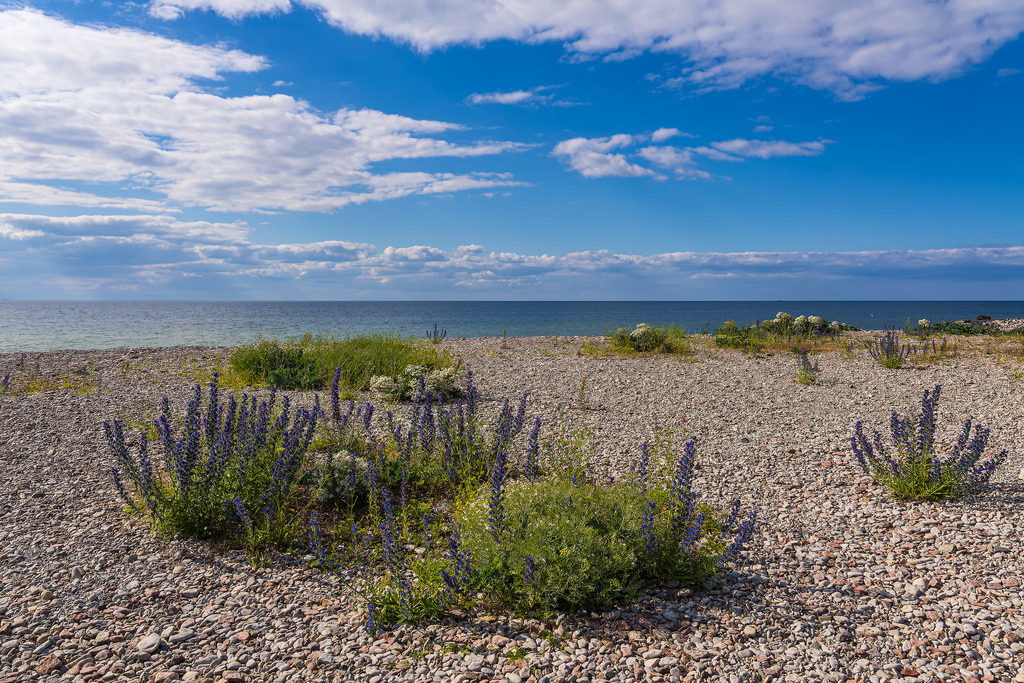 Das Geröllfeld Neptuni Åkrar an der Ostseeküste auf der Insel Öland in Schweden | Das Geröllfeld Neptuni Åkrar an der Ostseeküste auf der Insel Öland in Schweden.