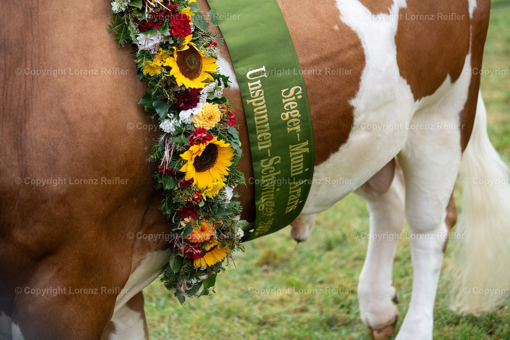 Schwingen -  Unspunnen 2023 | Interlaken, 27.8.23, Schwingen - Unspunnen.