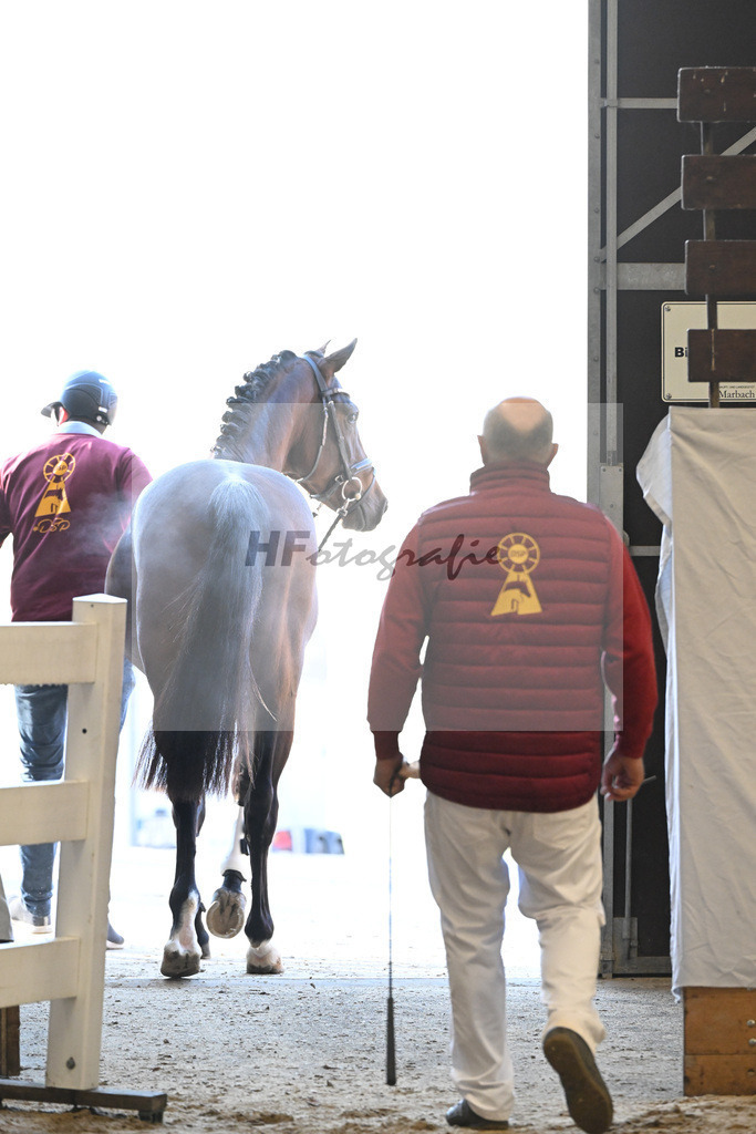 Kat-Nr. 5 Dominatorre x Numero Uno_Alfred Kohn _47250084 | hf-fotografie - Realisiert mit Pictrs.com