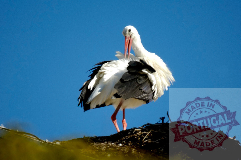 White stork preening in nest against blue sky | White stork preening its feathers while standing in its large nest under a clear blue sky - Realized with Pictrs.com