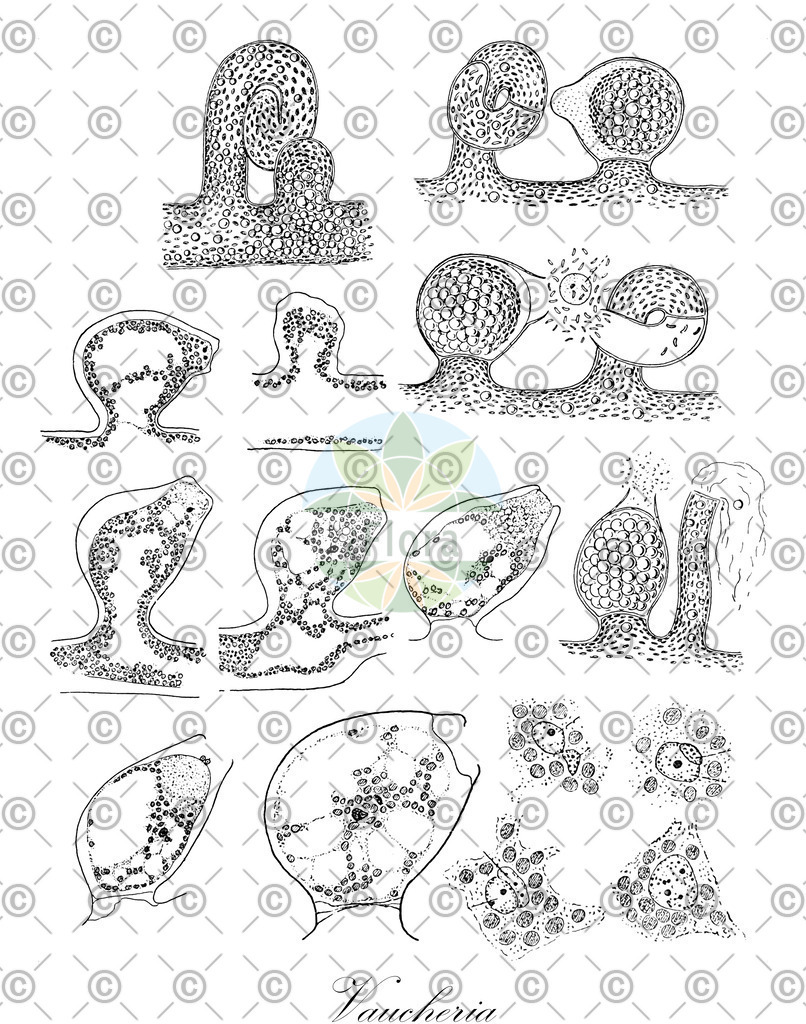 HistAbb_wfo-0000418438_1_ENZY_Simple | Historische Abbildung von Vaucheria - Vaucheriaceae (0) | Historical Illustration of Vaucheria - Vaucheriaceae (0)