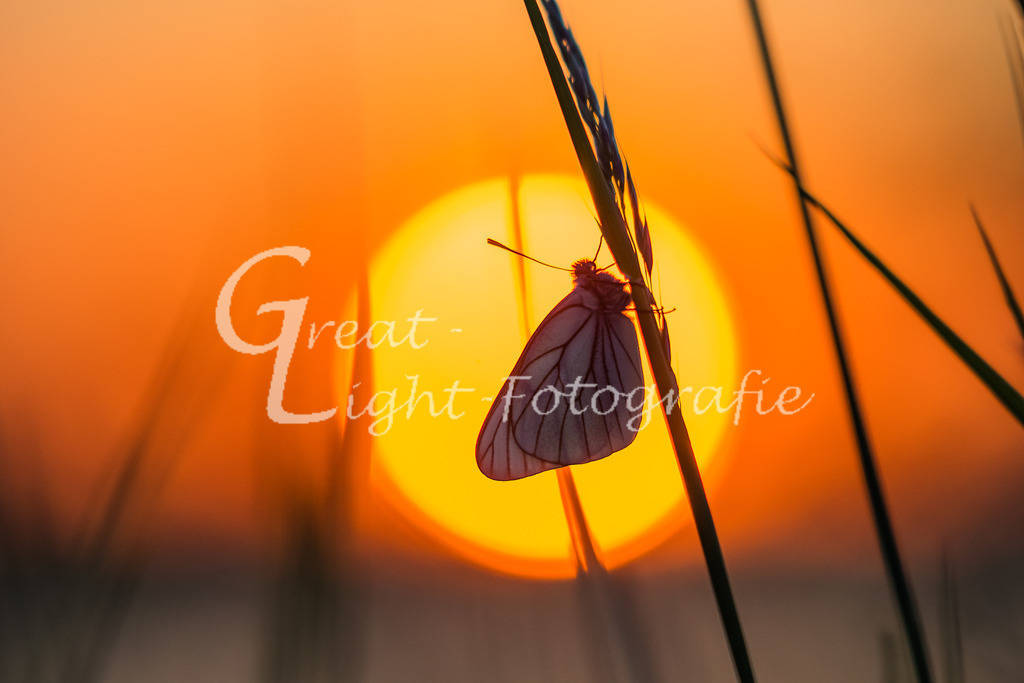 DSC_2260 | Great-Light Fotografie - Realisiert mit Pictrs.com