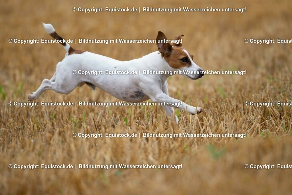 20210728_Jack-Russel_0005 | Foto: Thomas Hartig