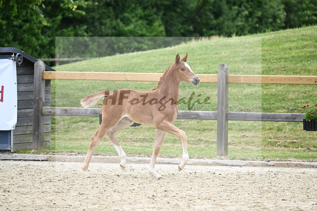 Kat-Nr. 39 SF DSP Feliciano_Schmidt_17231058 | hf-fotografie - Realizzato con Pictrs.com