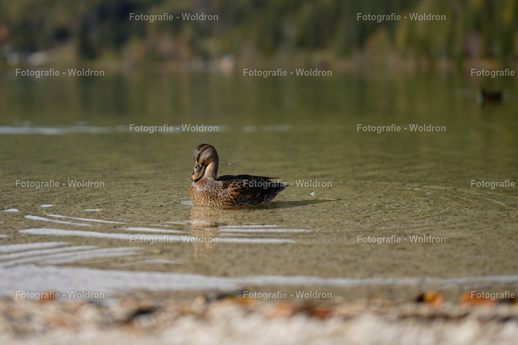 20221023 Erlaufsee - Lunz am See - Mariazell-5 | Fotografie Woldron