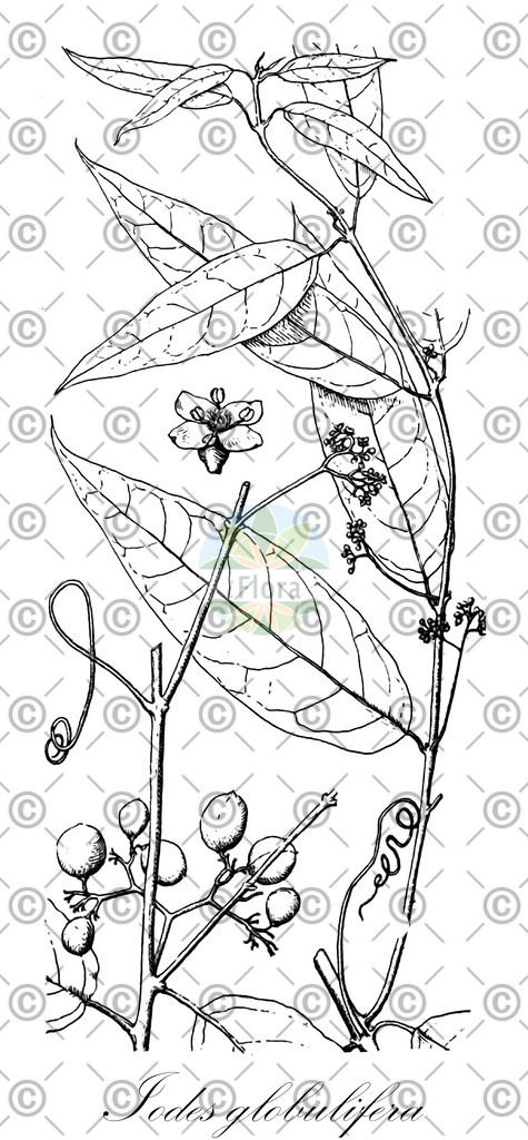 HistAbb_wfo-0000070370_1_ENZY_Simple | Historische Abbildung von Iodes globulifera - Icacinaceae | Historical Illustration of Iodes globulifera - Icacinaceae