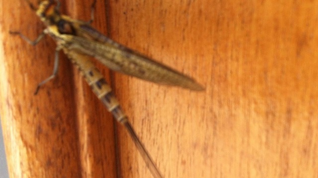 Eintagsfliege | Verkauf von Fotos und  Videoclips zumThema Natur.Motive sind Pflanzen, Tiere, Landschaftenund Wetter - Realisiert mit Pictrs.com