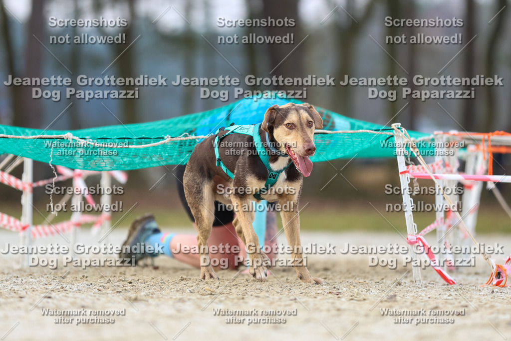 Dog Paparazzi - Strongdog North Mrz26-3861 | Dog Paparazzi Jeanette Grottendiek Fotografie & Videografie - Realisiert mit Pictrs.com