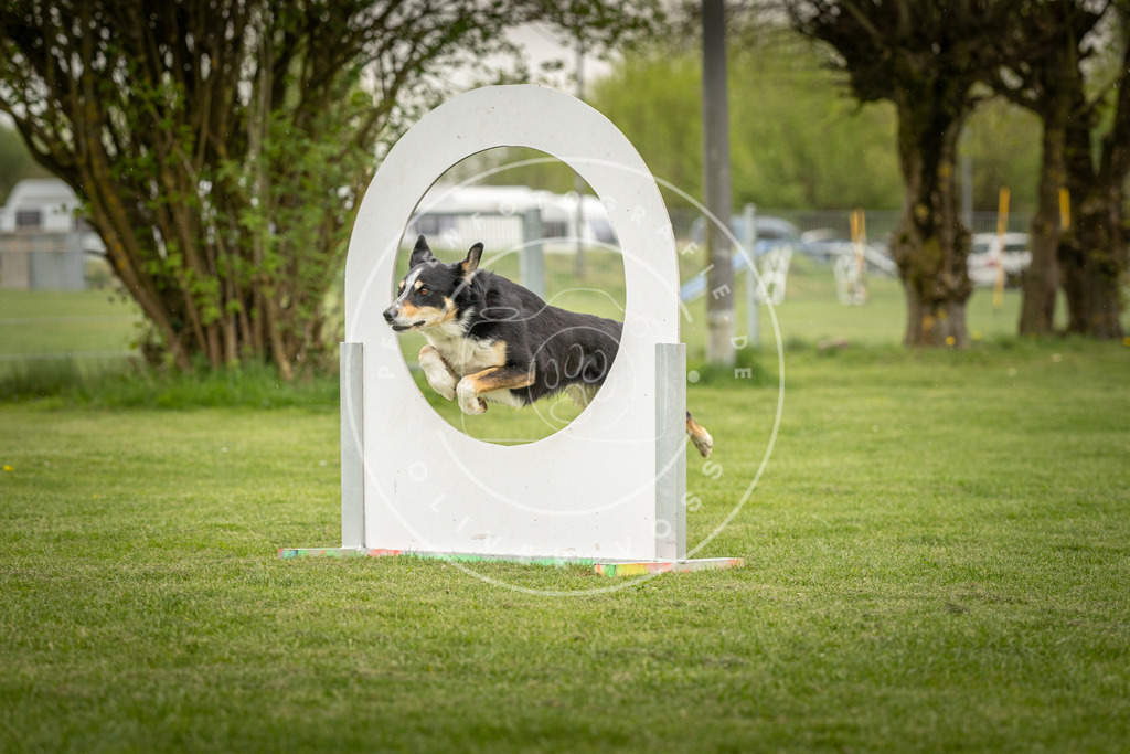 Pfotenfotografie_DV3A3395 | Hundefotografie, Tierfotograf, Pfotenfotografie, Fotoshooting Hund, Hunde Portrait, Hundesport, Hundeportraits, Heideshooting, Hunde, Sportfotograf, Hundefotograf, Turnierhundsport, THS,  - Realisiert mit Pictrs.com