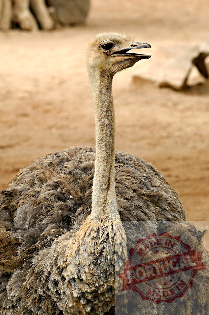 Ostrich portrait displaying long neck and plumage | Ostrich standing with its long neck and feathered body against a natural, sandy background - Realized with Pictrs.com