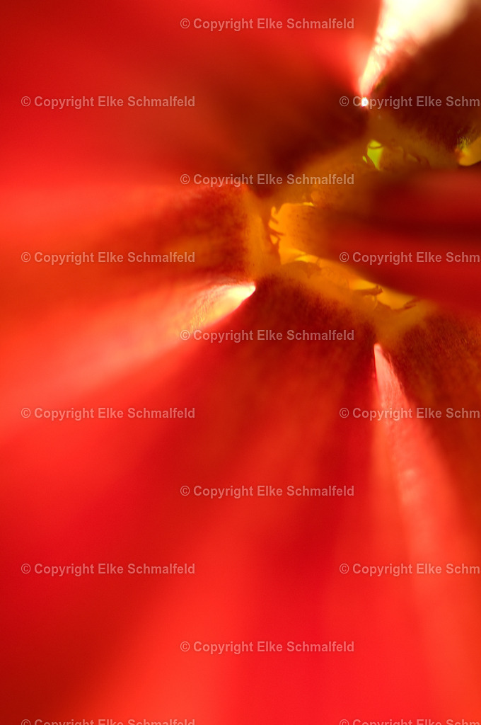 Bluetenreise-Rot-11 | Elke Schmalfeld - Realisiert mit Pictrs.com