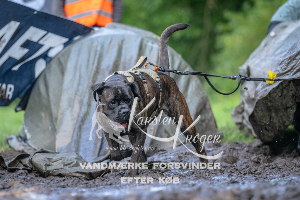 1530_ZZ91528 | kk-dogfotos