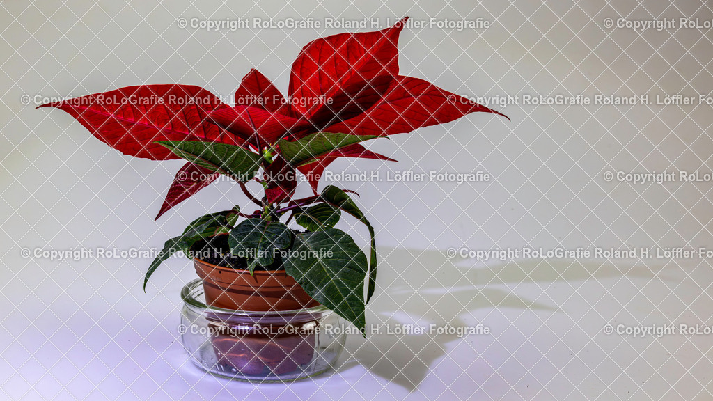 20241221_Weihnachtsstern-2 | Weihnachtsstern - Realisiert mit Pictrs.com