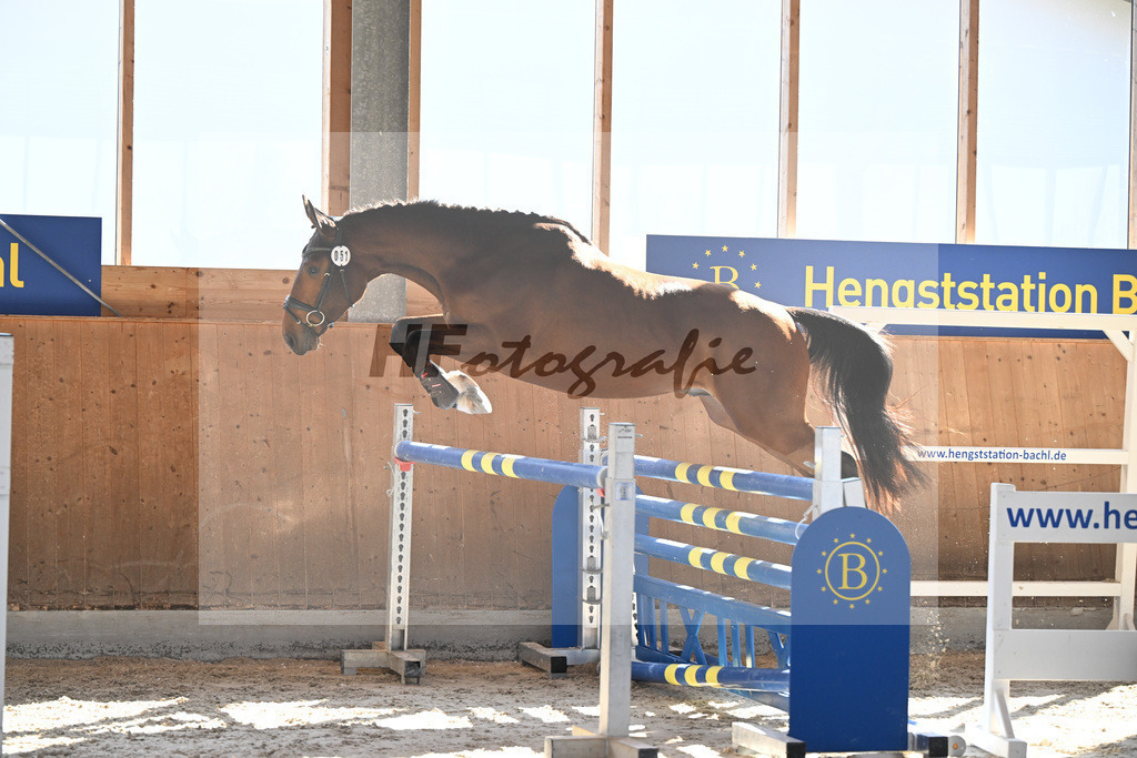 Kat-Nr. 51 Drago v. Denzel v h Meulenhof_Feichtner_14261653 | hf-fotografie - Realizzato con Pictrs.com