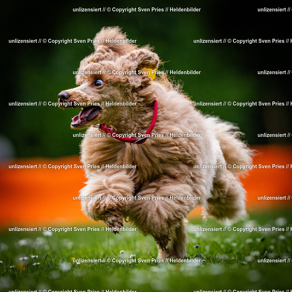 Sven Pries | 2025-05-29 - Pudelrennen KA-Durlach - Realisiert mit Pictrs.com