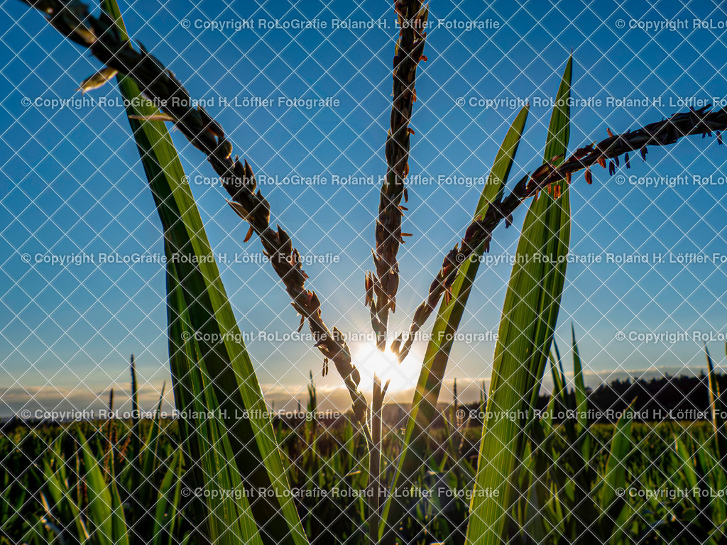 Weizen im Maisfeld | Weizen im Maisfeld - Realisiert mit Pictrs.com