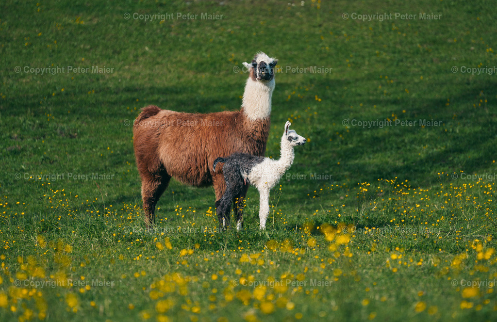 Mallnitz_24-111 | piet_flosse