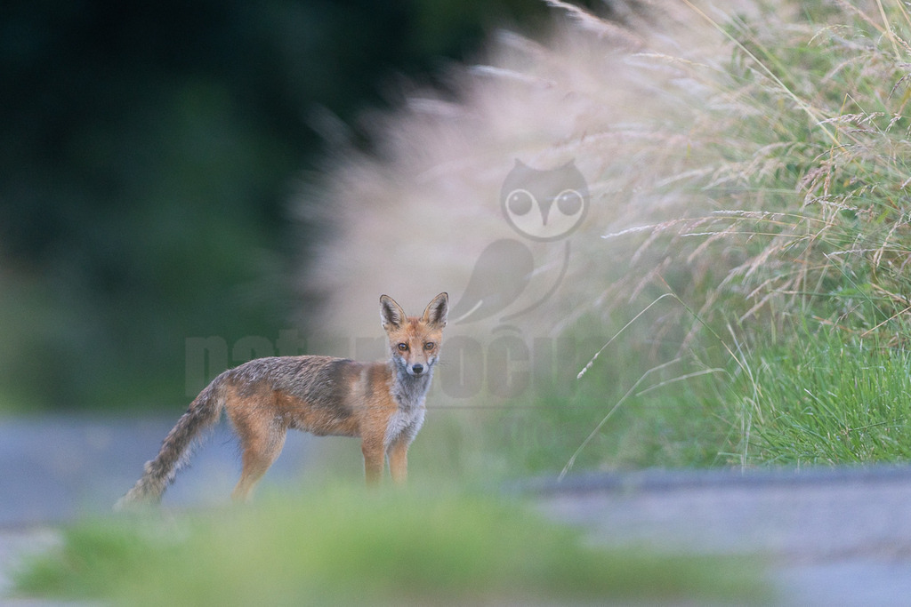 _5NF6879_20250621 | Ein junger Fuchs (Vulpes vulpes) steht auf einem schmalen Feldweg, der sich durch eine grüne Landschaft schlängelt. Sein rotbraunes Fell mit helleren Partien an Brust und Bauch hebt sich vom dunkleren Hintergrund ab. Der Fuchs blickt mit wachen Augen direkt in die Kamera, seine Ohren sind aufgestellt, was auf Aufmerksamkeit oder Interesse hindeutet. Rechts und im Hintergrund wächst hohes, helles Gras, das teilweise unscharf ist und eine weiche Textur erzeugt. Der Feldweg ist grau und leicht unscharf im Vordergrund. Die Szene wirkt ruhig und natürlich, möglicherweise am Morgen oder späten Abend. - Realisiert mit Pictrs.com