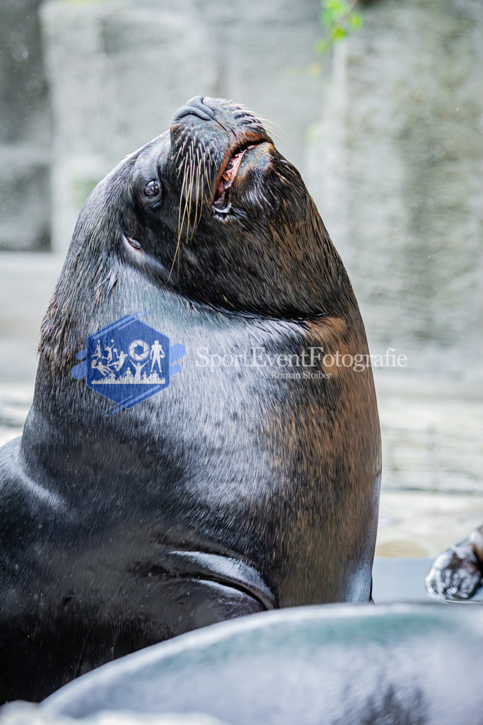 IMG_5537 | SportEventFotografie - Roman Stoiber