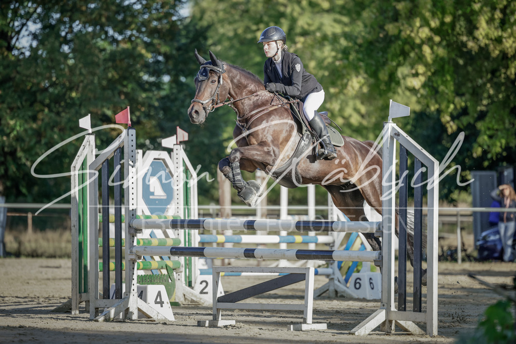 20250906-_3LI3020 | Tierfotografie Pferde, Hunde, Katzen, Haustiere.
Turnierfotografie Reitturniere, Reiten, Springreiten, Dressur in Hanau, dem Main-Kinzig-Kreis und dem Rhein-Main- Gebiet um Frankfurt