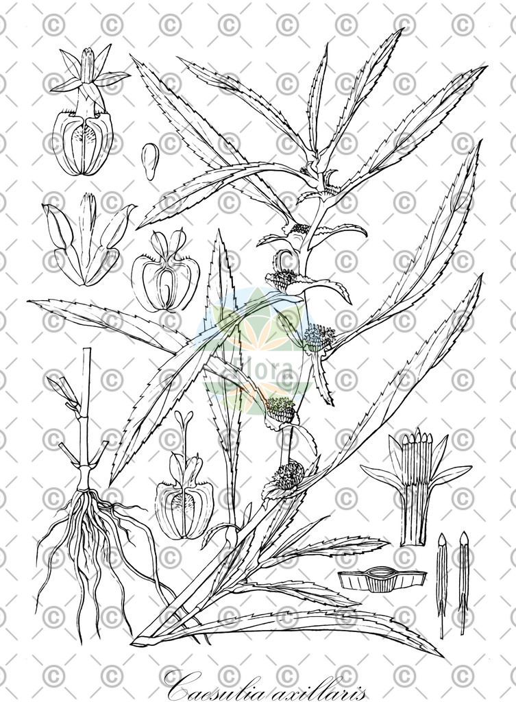 HistAbb_wfo-0000578564_1_ENZY_Simple | Historische Abbildung von Caesulia axillaris - Asteraceae | Historical Illustration of Caesulia axillaris - Asteraceae