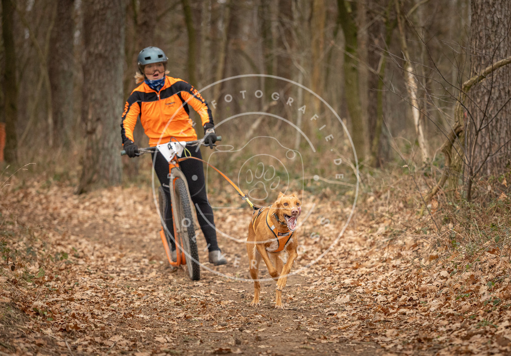 Pfotenfotografie_DV3A0756 | Hundefotografie, Tierfotograf, Pfotenfotografie, Fotoshooting Hund, Hunde Portrait, Hundesport, Hundeportraits, Heideshooting, Hunde, Sportfotograf, Hundefotograf, Turnierhundsport, THS,  - Realisiert mit Pictrs.com