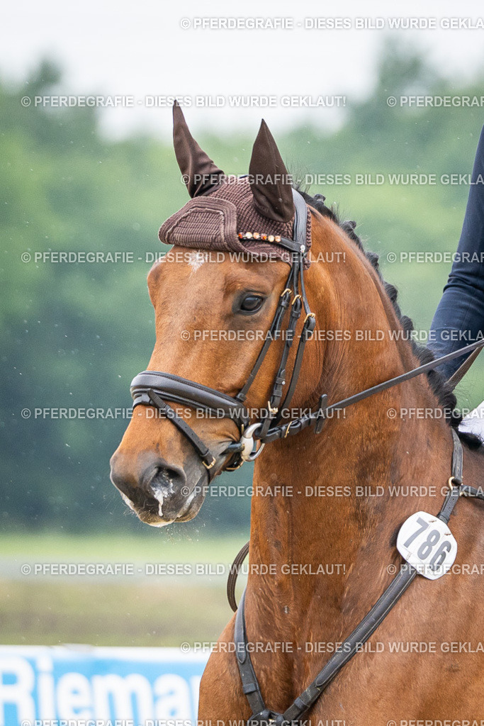 DSC00868 | Pferdegrafie