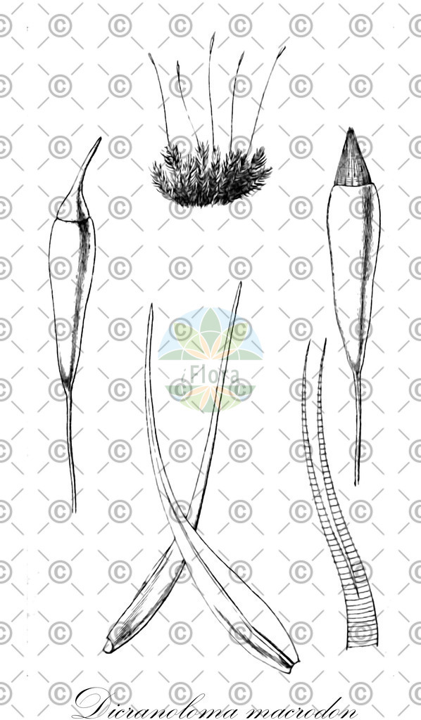 HistAbb_wfo-0001107285_1_ENZY_Simple | Historische Abbildung von Dicranoloma macrodon - Dicranaceae | Historical Illustration of Dicranoloma macrodon - Dicranaceae