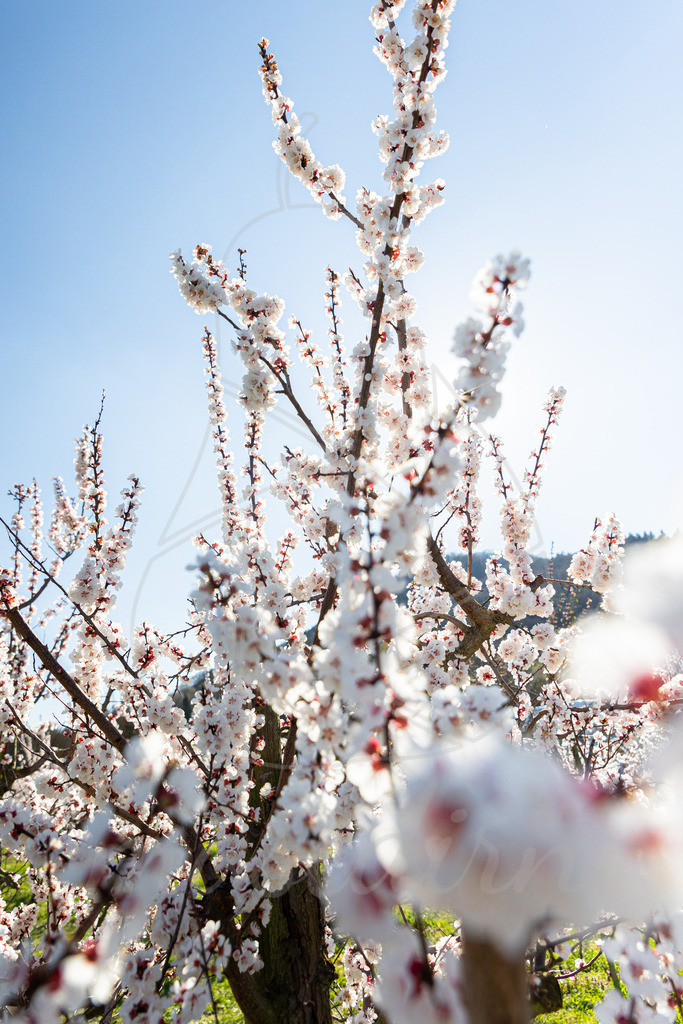 Marillenblüte Wachau | Ihre Fotografin im Lungau, ihre Fotografin im Mostviertel, Wandbilder Onlineshop, Imagefotos für Ihr Unternehmen,  - Realisiert mit Pictrs.com