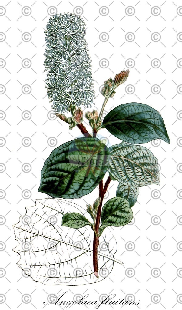 HistAbb_wfo-0000536542_75_ENZY_Simple | Historische Abbildung von Angolaea fluitans - Podostemaceae | Historical Illustration of Angolaea fluitans - Podostemaceae