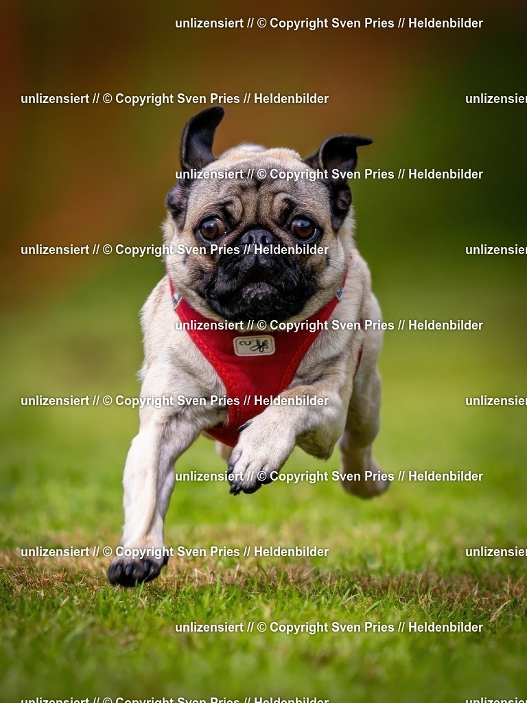 Sven Pries | 2024-09-22 - Hunderennen Baden-BadenPudelverein - Realisiert mit Pictrs.com