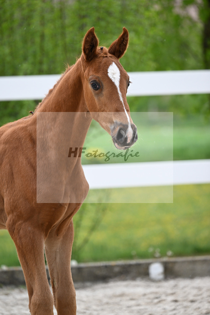 Kat-Nr. 32 HF Erste Sahne x Fuerst Samarant_Kahl_23261070 | hf-fotografie - Realisiert mit Pictrs.com