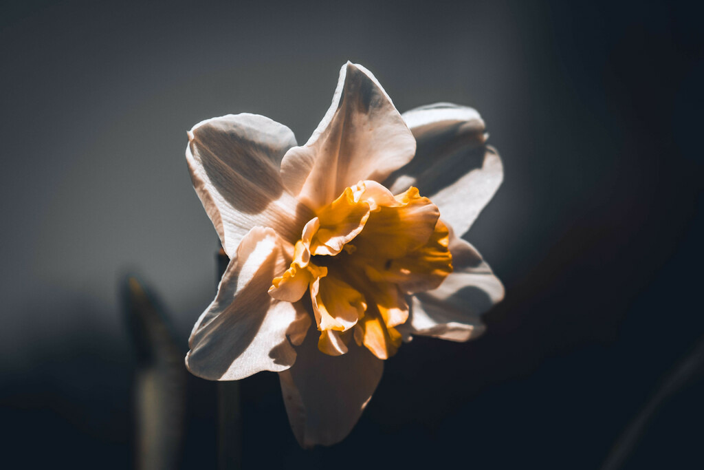 Narzisse | Narzisse - Realisiert mit Pictrs.com