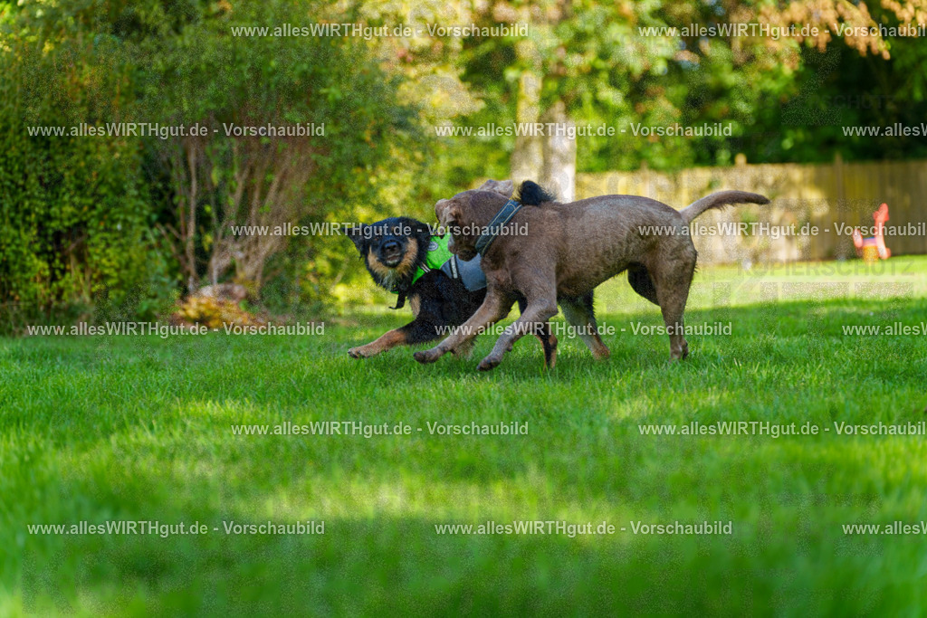 Hundeschwimmen_Grefrath_2026-allesWIRTHgut_Tierfotografie-13_52-7R508656 | Professionelle Tierfotografie in Mönchengladbach von Daniel Wirth (allesWIRTHgut). Liebevolle & natürliche Bilder von Hunden & Katzen für unvergessliche Erinnerungen.