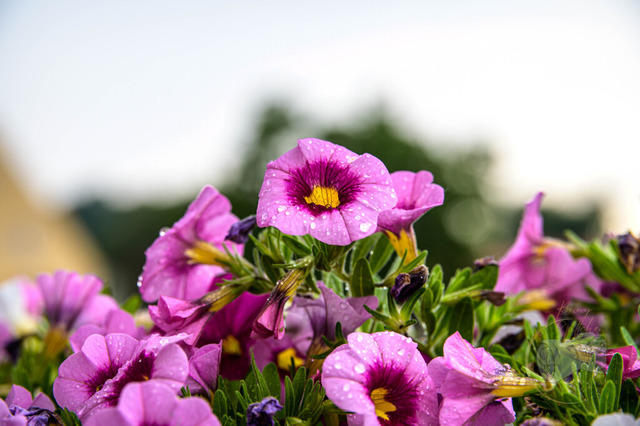 _DSC6105 | Shop für Prints Landschaftsfotografie Sächsische Schweiz Naturfotografie in Thüringen Fotos vom Findlingspark Nochten Kloster Sankt Marienstern Bilder Festung Königstein PanoramaRhododendronpark Kromlau FotogalerSchleswig-Holstein Küstenlandschaften
