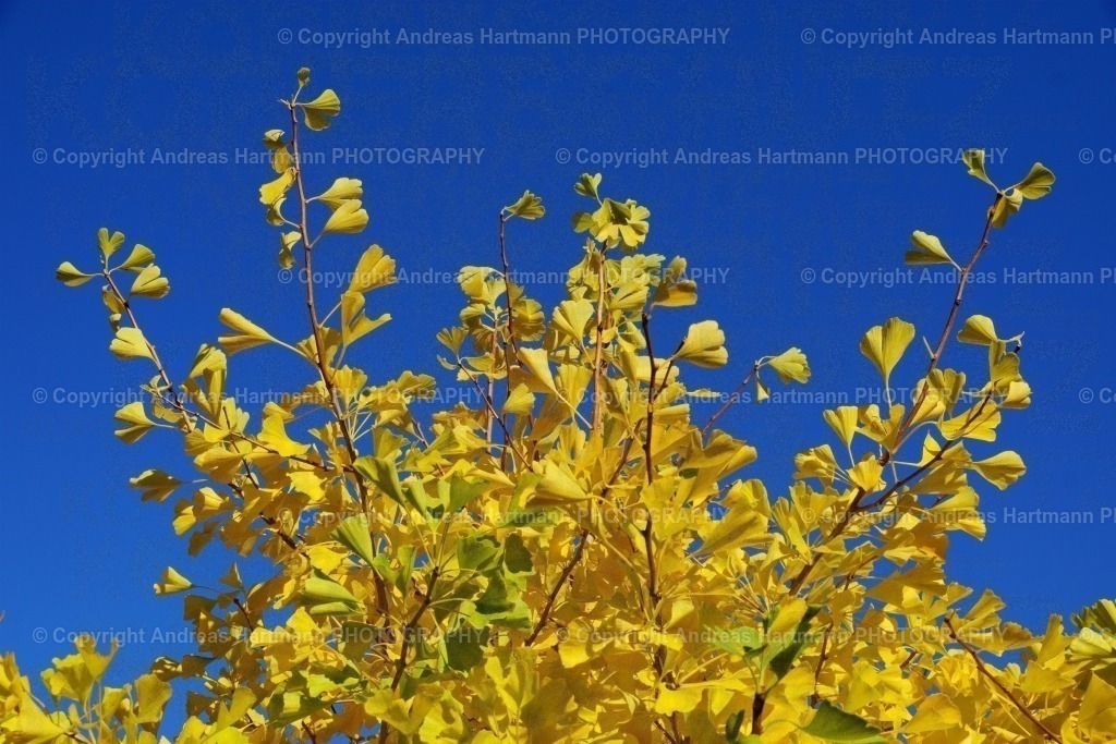 Ginkgo-Laub im Herbst | Ginkgo-Laub im Herbst - Realisiert mit Pictrs.com