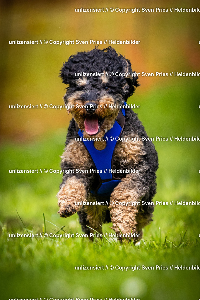 Sven Pries | 2025-04-13 - Hunderennen Baden-Baden - Realisiert mit Pictrs.com